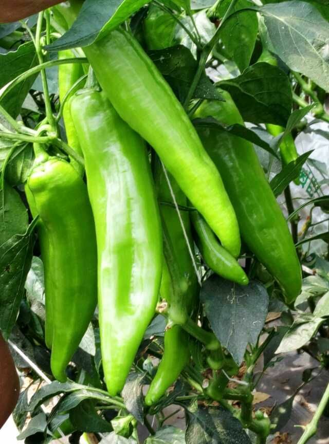 树椒15~20cm 中辣 靑色