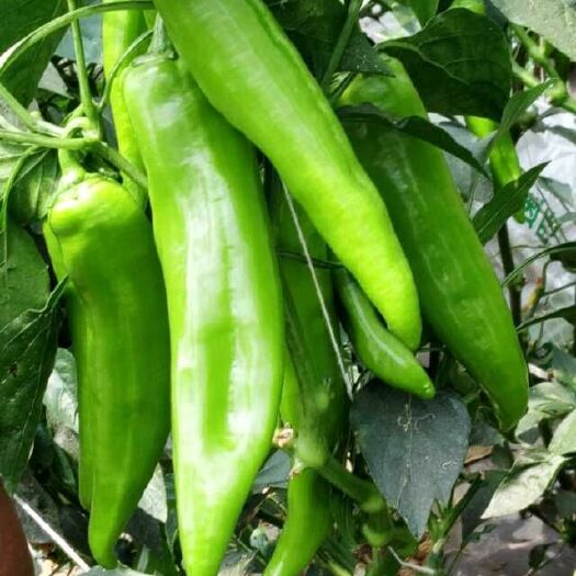 西昌市树椒  中辣 15~20cm 靑色 82树椒