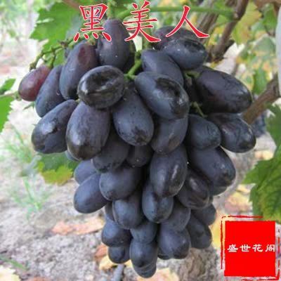 平邑县无核黑美人苗 