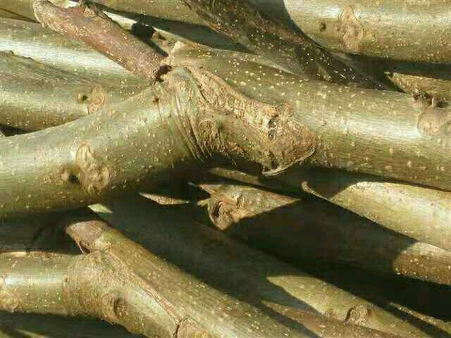 汾阳市嫁接核桃苗 