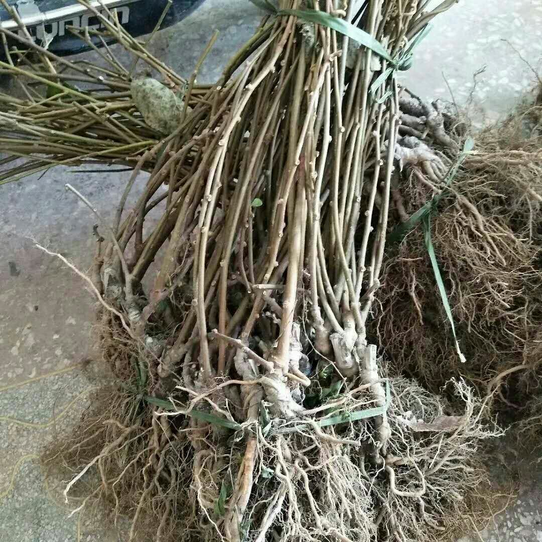 红心猕猴桃苗 嫁接苗 