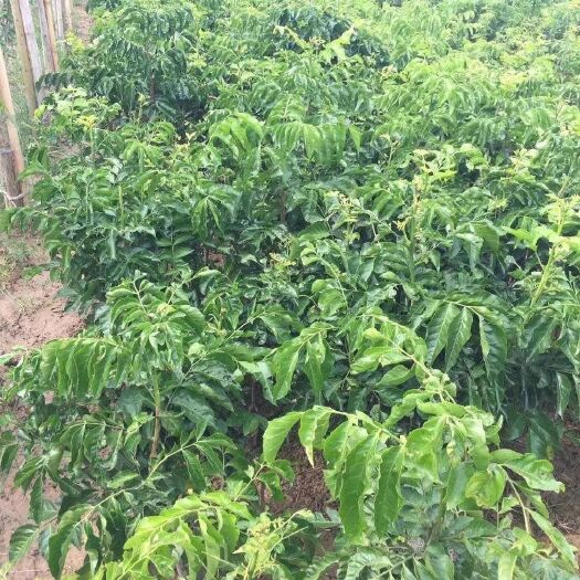 郁南县 大鸡心黄皮苗，鸡心嫁接苗，品种正宗，质量保证