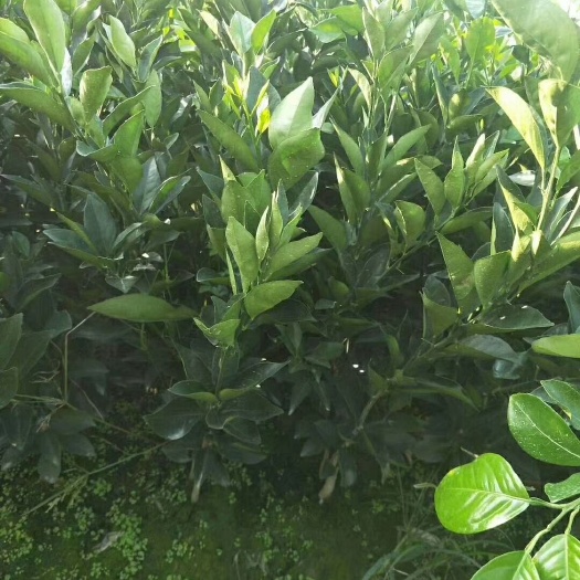 保靖县纽荷尔脐橙苗 嫁接苗 0.5米以下 