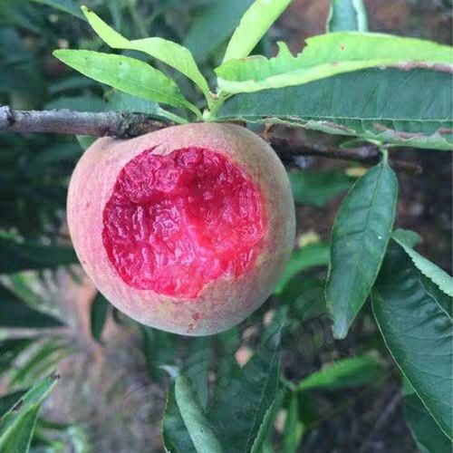 平邑县血桃苗 1~1.5米