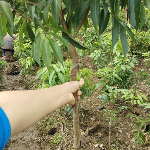 灵山县 桂味荔枝苗带叶发货