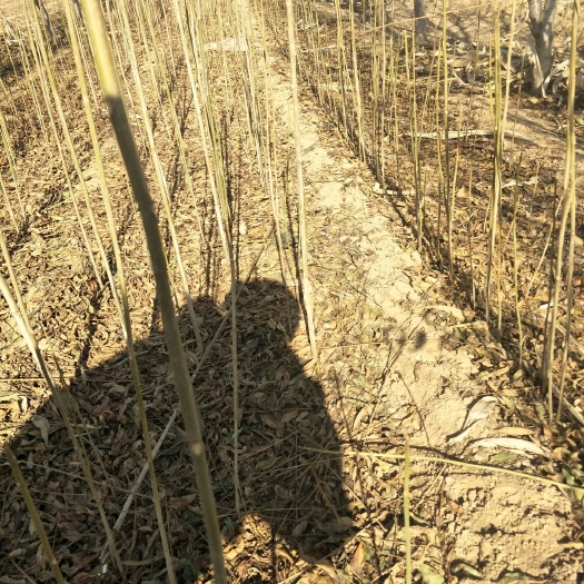泰安红油香椿苗 2公分以下