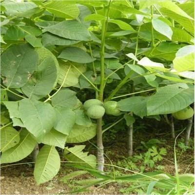 平邑县纸皮核桃苗 