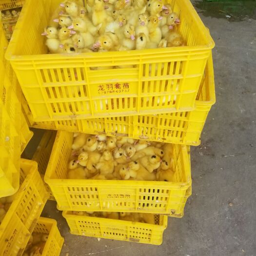 南宁 M母18鸭苗