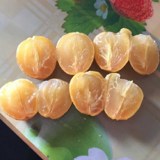 无核黄皮果苗