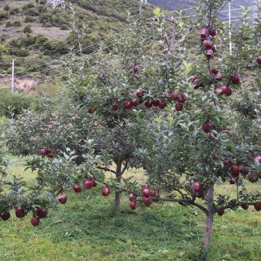 平邑县黑钻苹果树苗 1~1.5米 