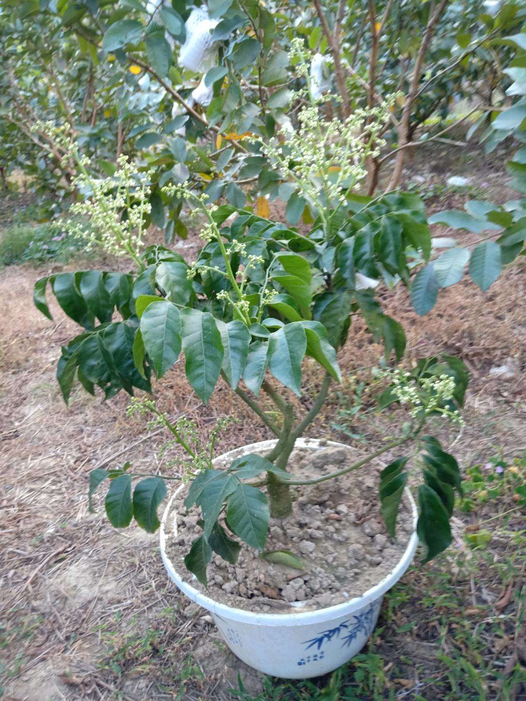  大鸡心黄皮苗，鸡心嫁接苗，品种正宗，质量保证