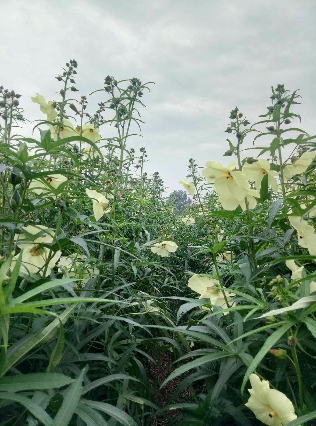 一年一季的黄蜀葵新货