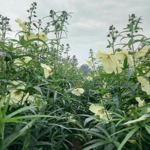 沙洋县一年一季的黄蜀葵新货