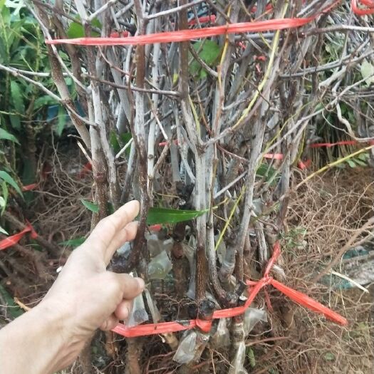平邑县葫芦枣苗 