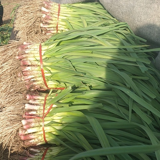 丰县红根蒜苗 40 - 45cm 