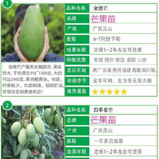 灵山县 芒果苗金煌忙四季芒台农桂七南方种植