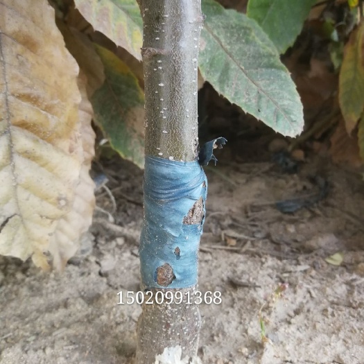 临沭县有机板栗 嫁接苗 1.5~2米 