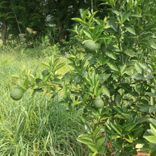 泰和县枳壳药材嫁接苗 