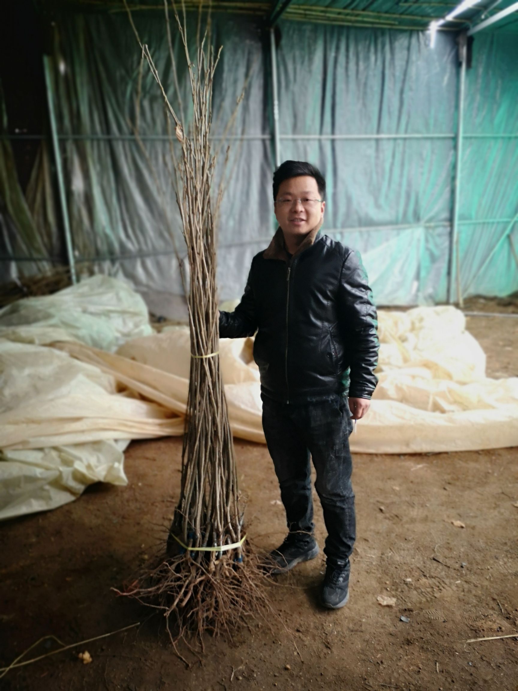 泰山板栗苗 嫁接苗 0.5~1米 