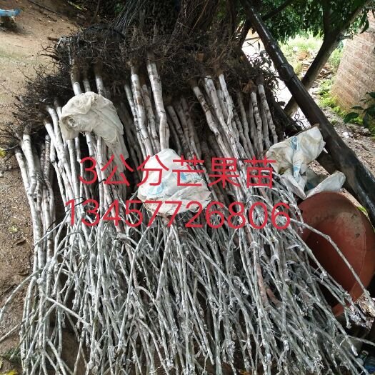 钦州金煌芒果苗 