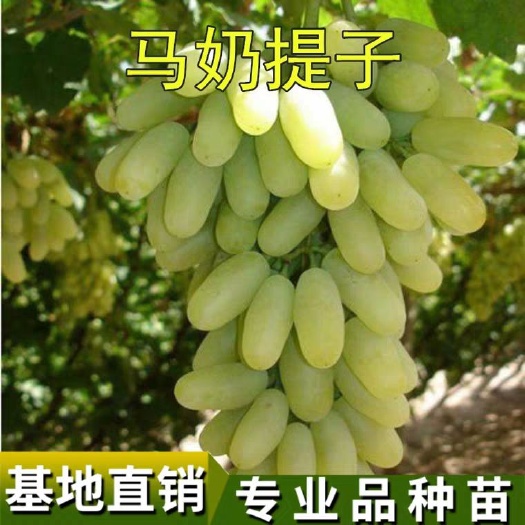 平邑县马奶葡萄苗 