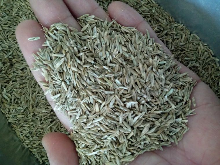 一年生黑麦草种子 牧草种子 四季播 牛羊鸡鸭鱼鹅等专用牧草