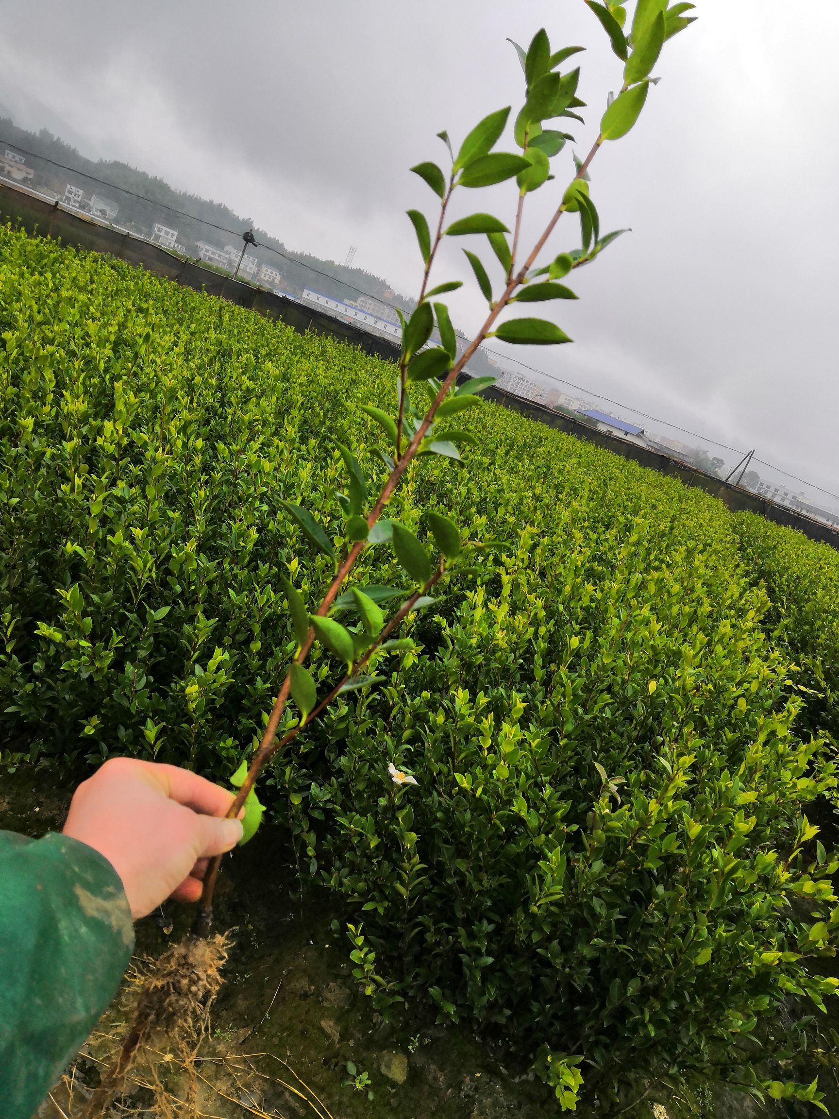 油茶苗 