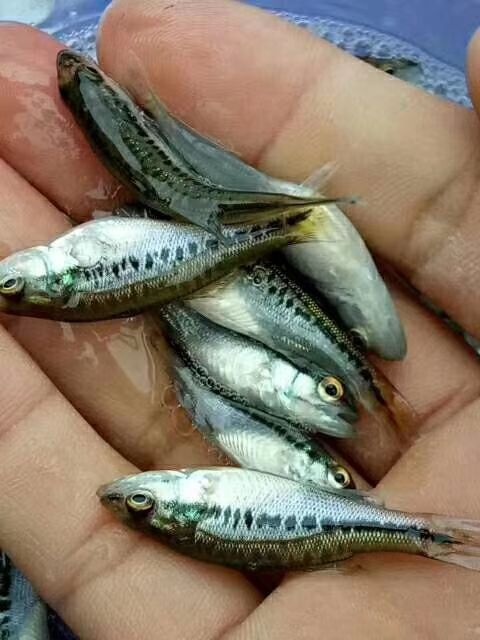 吉水县加州鲈鱼  鲈鱼苗