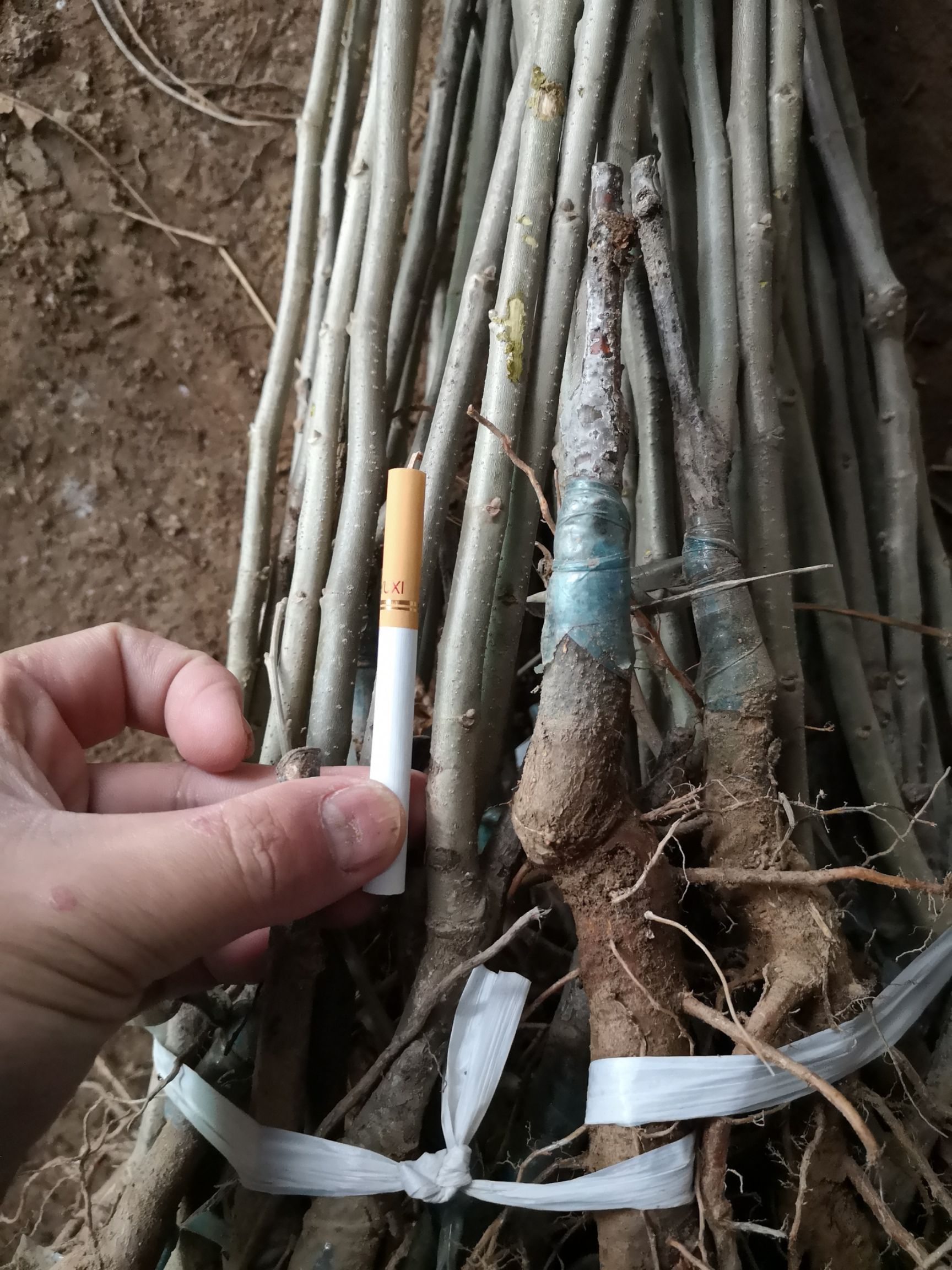 泰山板栗苗 嫁接苗 0.5~1米 
