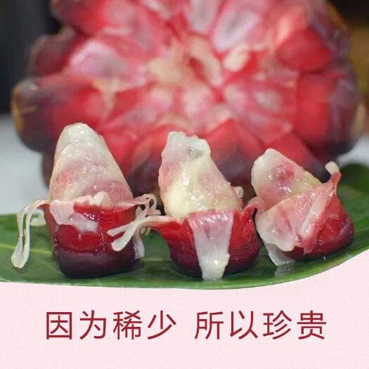 通道县粉红黑老虎苗 