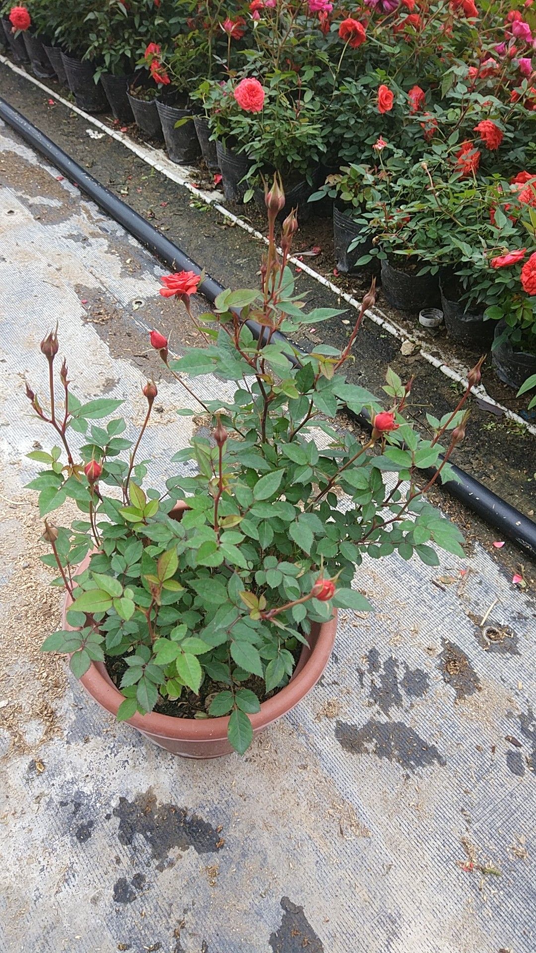 红帽月季