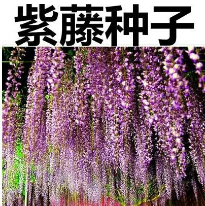 宿迁紫藤种子  多花盆栽地栽树种爬藤植物垂吊花种子林木种子籽