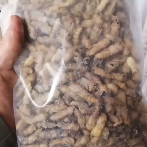 青神县蜂蛹，净化为成年老蜂间段，此产品易油炸，口感舒脆