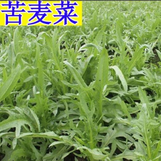 沭阳县苦菜种子  苦荬菜种子牧草种子