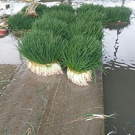 贵阳香葱 