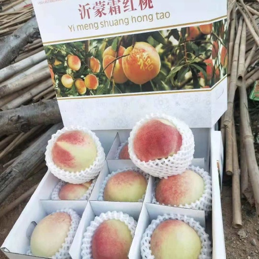 平邑县沂蒙霜红2号苗 1~1.5米 