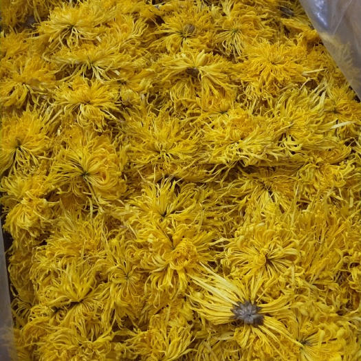 歙县金丝皇菊苗 