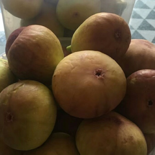 泰安波姬红无花果苗 布兰瑞克