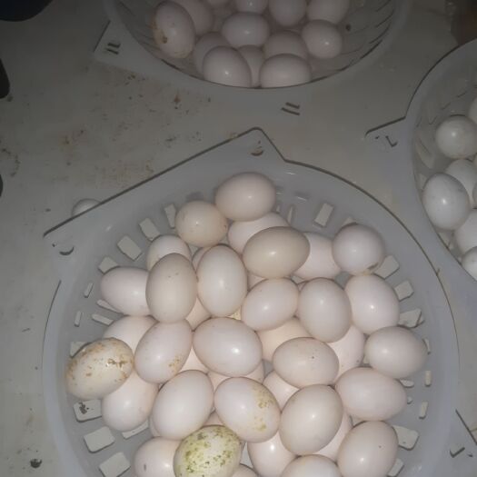 饶阳县肉鸽蛋 食用 箱装 