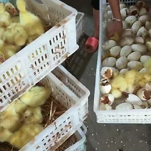 郓城县三花杂交鹅苗 