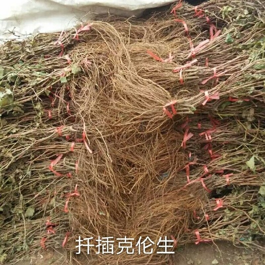 卢龙县克伦生葡萄苗  一年苗 两年苗 扦插