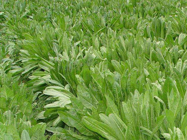 郓城县菊苣种子 