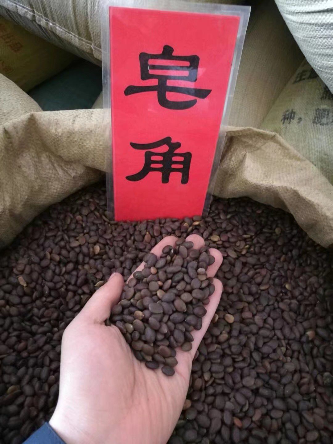 皂角种子辽宁省开原市货源