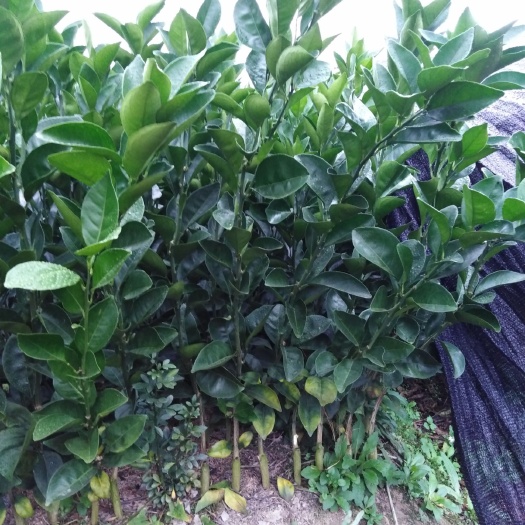 瑞金市脐橙苗 赣南脐橙苗 纽荷尔脐橙苗 提供技术指导