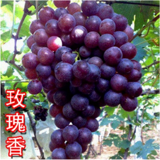 平邑县玫瑰香葡萄苗 
