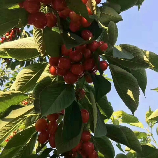泰安玛瑙红樱桃树苗 