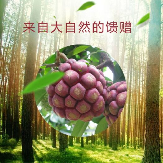 通道县粉红黑老虎苗 