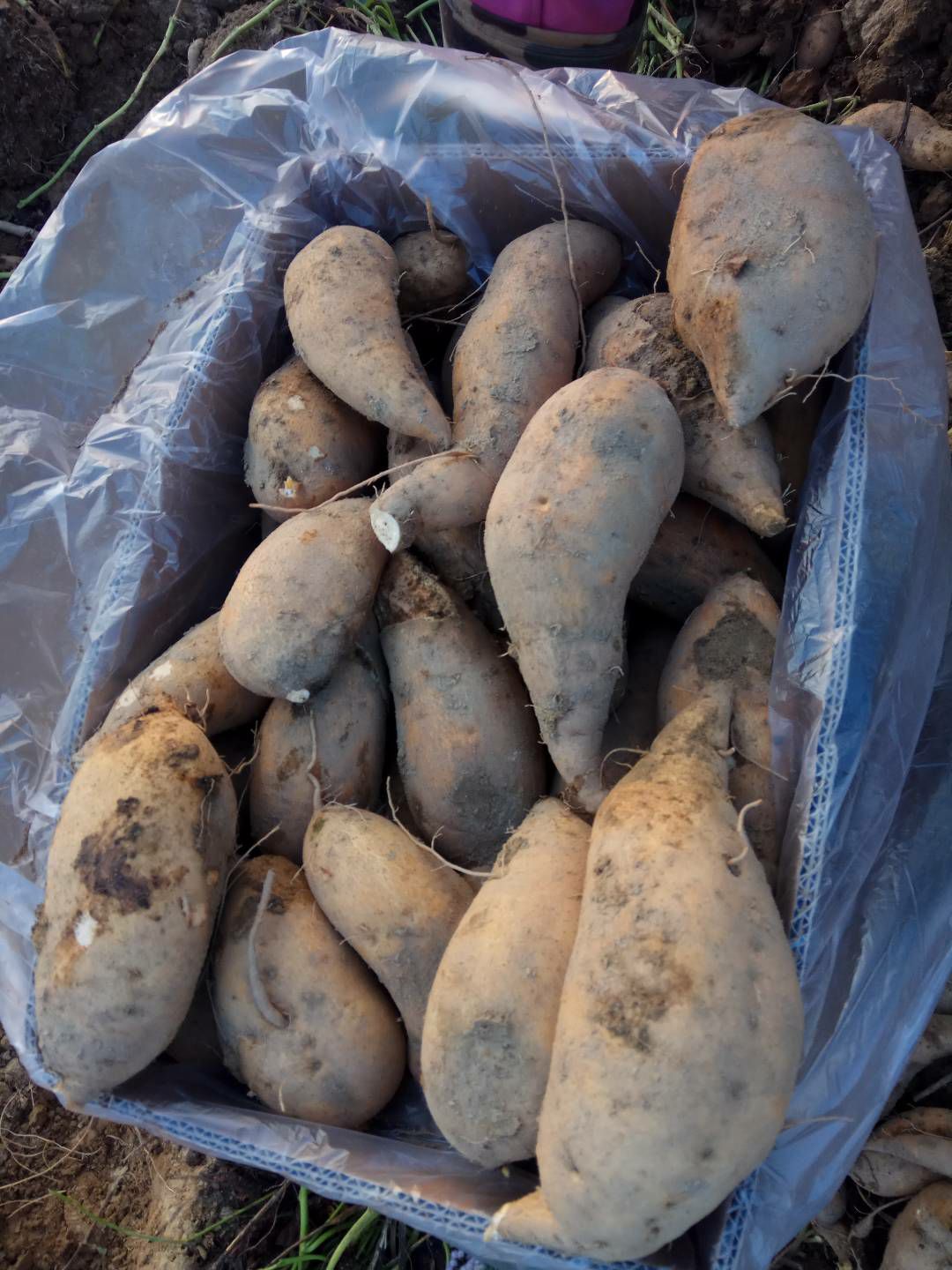 来福红薯 混装通货 黄皮 