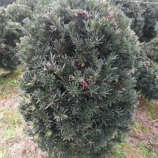 福安市普通罗汉松