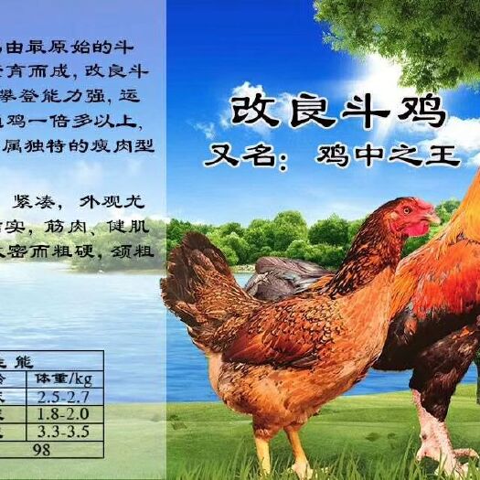 南宁杂交斗鸡苗 